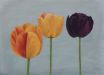 Three Tulips - Sigrid Muller