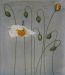 White and Orange Poppies - Sigrid Muller